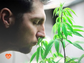 Детоксикация от марихуаны в Могилёве